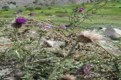 Cirsium verutum
